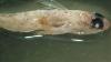 Right dorsal view of preserved Round Goby
