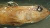 Right side head view of preserved Round Goby 