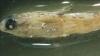 Left side head view of preserved Round Goby