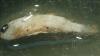 Left side view of preserved Round Goby