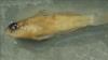Left lateral view of preserved Round Goby
