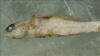 Left lateral view of preserved Round Goby