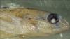 Right side view of head of preserved Round Goby