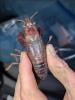Procambarus clarkii