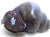 Cipangopaludina chinensis