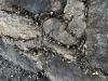 Zebra mussels are in the cracks of rocks out of the water on the side of a lake.