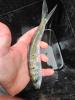 Overhead view of a juvenile American Shad in a hand above a black bucket
