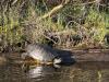 Trachemys scripta elegans