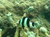 Dascyllus melanurus