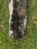 Clusters of mussels cover a chunk of dirty Styrofoam laying in the grass on the banks of a canal,