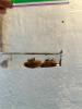 Two golden mussels with visible byssal threads sit in a baggie of water.