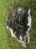 Clusters of mussels cover a chunk of dirty Styrofoam laying in the grass on the banks of a canal,