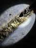 A golden mussel and a lot of hair-like materials are in a crevice on an industrial piece of equipment.