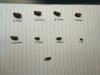 Eight golden mussels sit on a piece of paper with their sizes written under them.