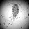 Cyclops abyssorum sibiricus