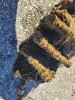 Golde mussels totally encrust settlement plate, forming a thick layer.