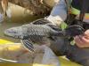 Pterygoplichthys sp.