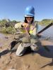 Pterygoplichthys sp.