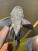 Pterygoplichthys sp.