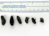 Six adult golden mussels are in a line on a surface with a ruler above to show their sizes against 11cm.