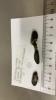 Three golden mussels lay on a white background against a ruler, each around 2cm in size.