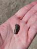 Golden mussel adult is in the palm of a hand.