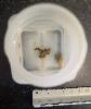 Four very yellow-colored golden mussels sit in a white dish near a ruler.