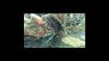 Pterois volitans/miles