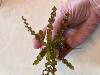 Curly-leaf pondweed
