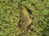 Lithobates catesbeianus