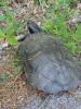 Trachemys scripta elegans
