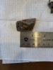 Golden Mussels (Limnoperna fortunei) attached to a small rock, next to a metal ruler on top of paper towels