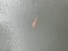 Orange, mottled Koi (Cyprinus rubrofuscus) swimming at the surface of the water 