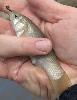 Gulf Killifish in hand after being caught on hook and line