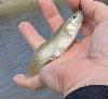 Gulf Killifish in hand after being caught on hook and line