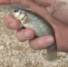 Gulf Killifish in hand after being caught on hook and line
