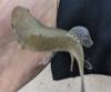 Fundulus grandis