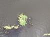 Waterchestnut with other plants in the water