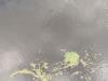 Waterchestnut and other plants in the water