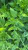 Java waterdropwort