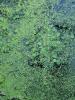 European frogbit in water with duckweed and duckmeal