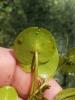 European frogbit held with Elodea