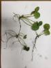 European frogbit on white background