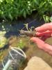 Procambarus acutus