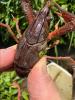 Procambarus acutus