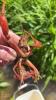 Procambarus acutus