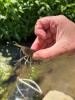 Procambarus acutus