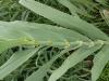 Close up of giant reed stalk/culm
