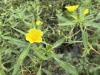 Six-petal waterprimrose flower and leaves