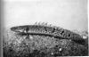 Polypterus delhezi